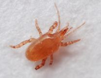 192roofmijt_Macrocheles-robustulus-2.jpg