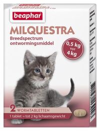 203103929_milquestra_kitten_kat.jpg