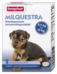 305103932_milquestra_kleine_hond.jpg