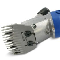 925809039_Econom_Schaap_kop_GT4943.jpg